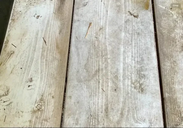 447673984_122148938828180202_778718822462038315_n-1024x715-1.webp 2007 Circle J 2 Horse Trailer Slant Load